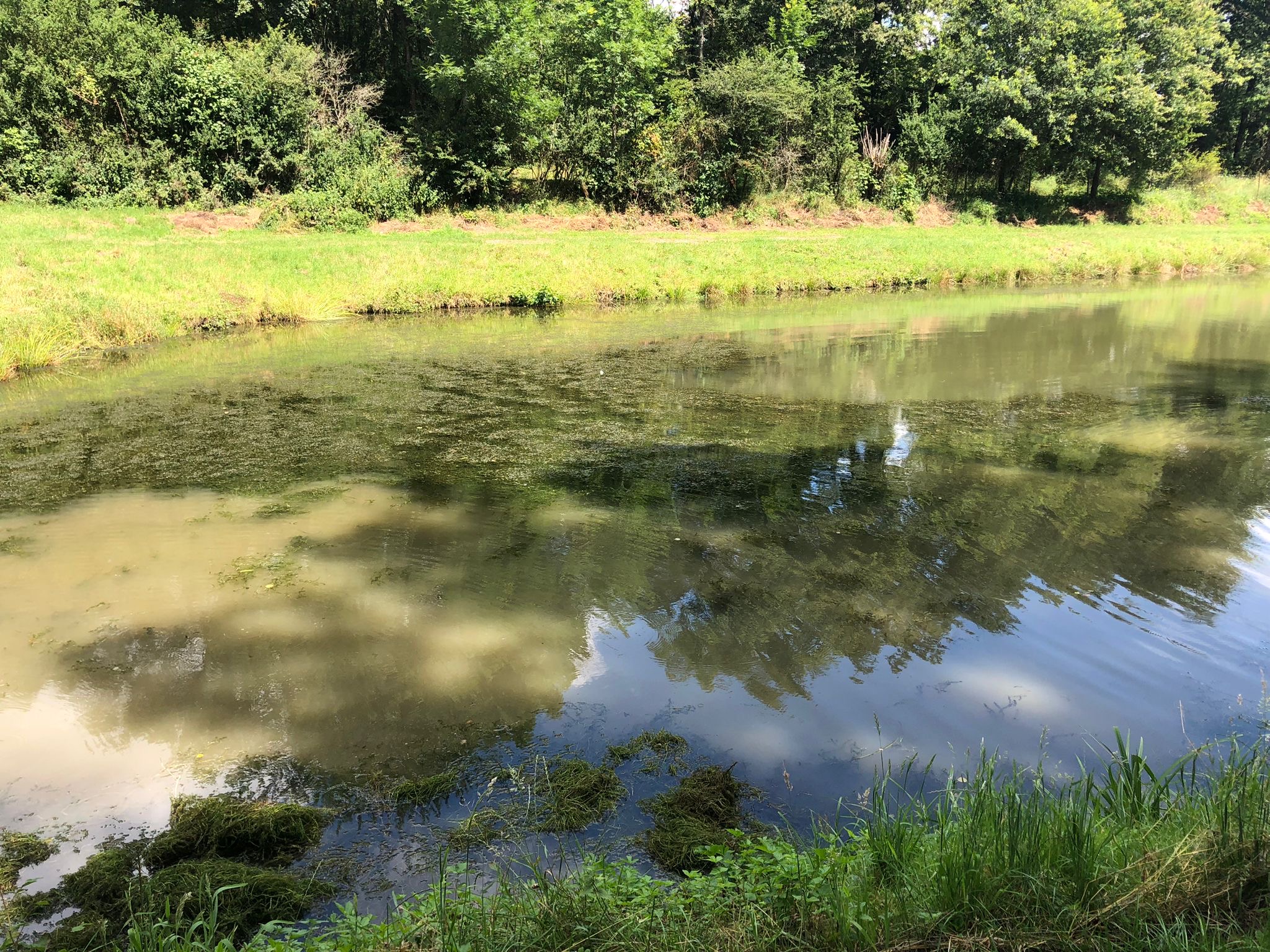 Teich mit Wasserpest
